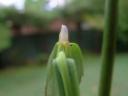 Image of southern cutgrass