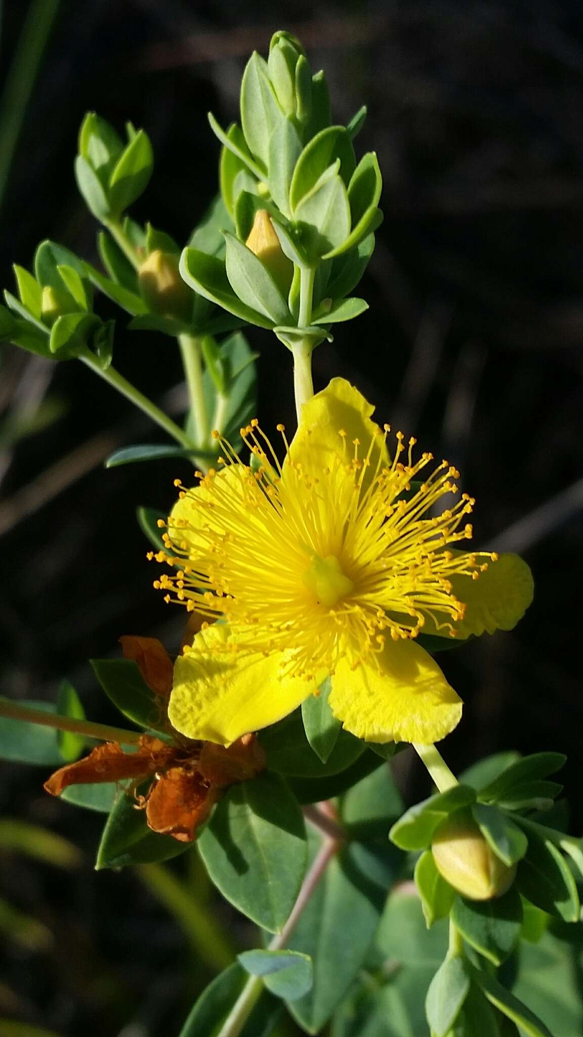 Image de Hypericum myrtifolium Lam.