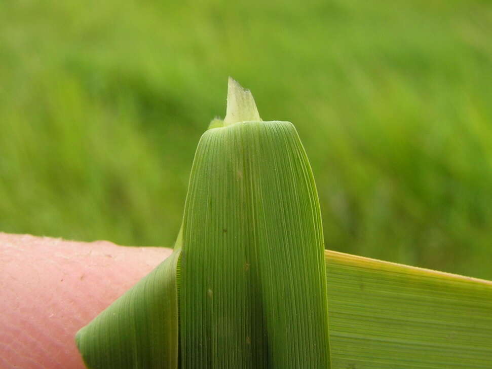 Image of southern cutgrass