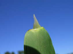 Image of southern cutgrass