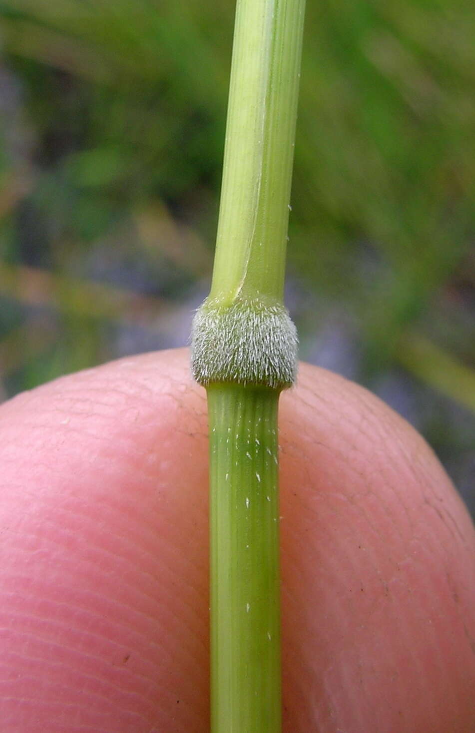 Image of southern cutgrass