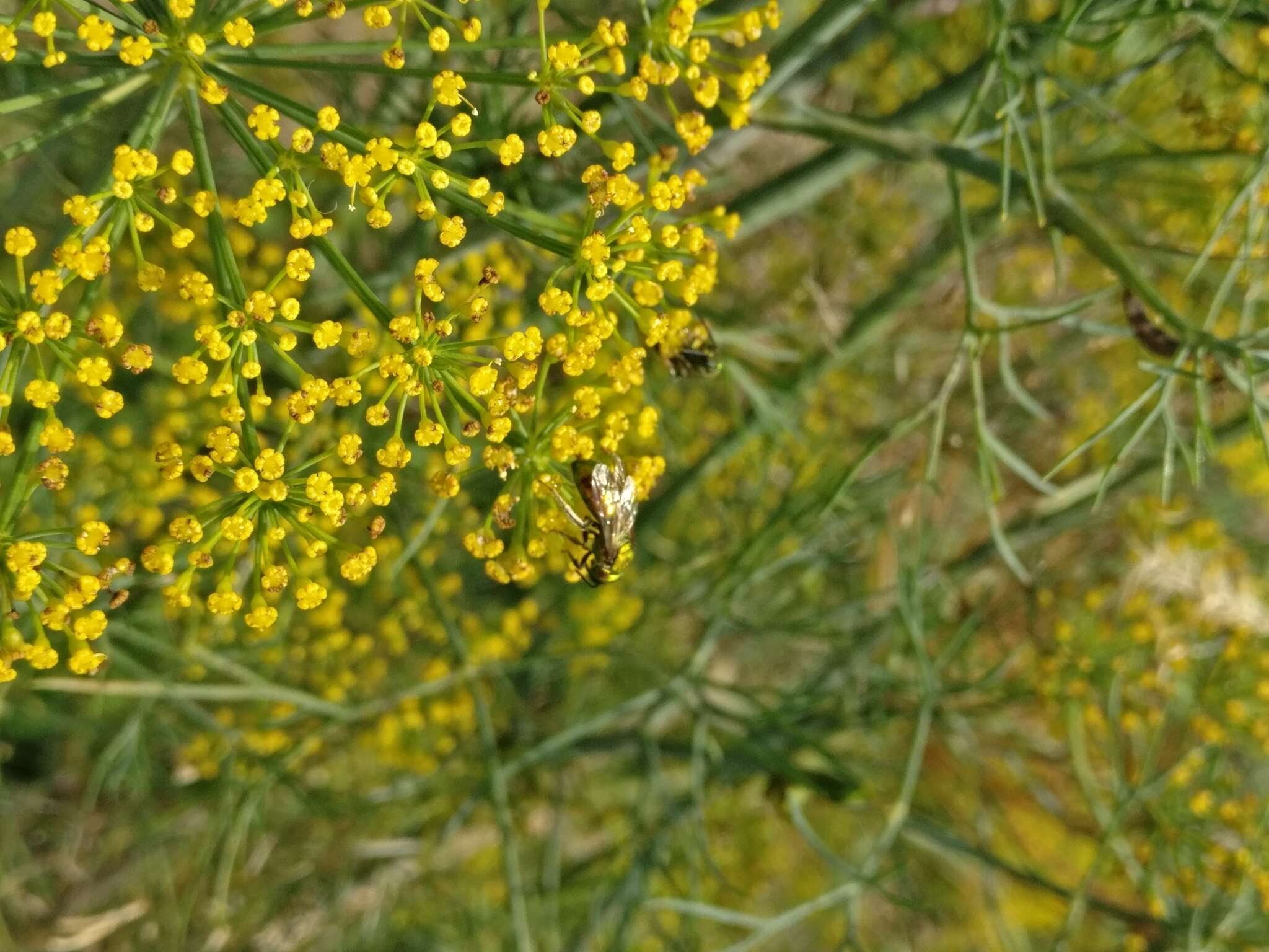 Augochlora pura (Say 1837)的圖片