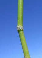 Image of southern cutgrass