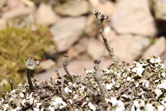 Image of cup lichen