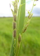 Image of southern cutgrass