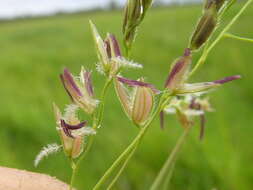 Image of southern cutgrass