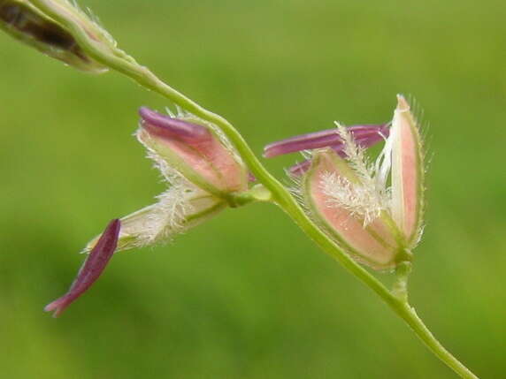 Image of southern cutgrass