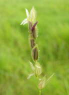 Image of southern cutgrass