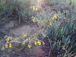 Image of Hermannia cuneifolia var. cuneifolia