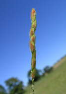 Image of southern cutgrass