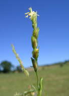 Image of southern cutgrass