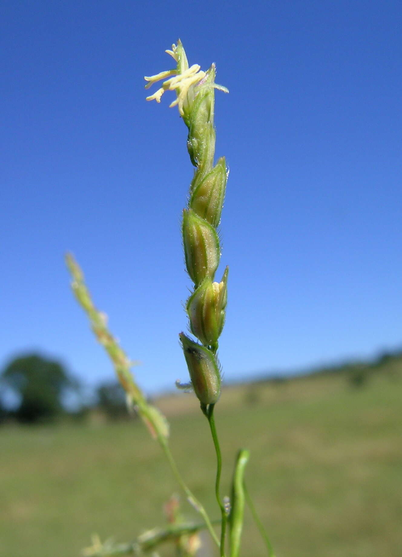 Image of southern cutgrass