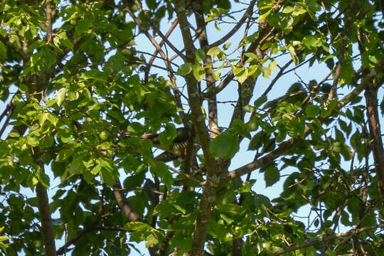 Image of Oriental Cuckoo