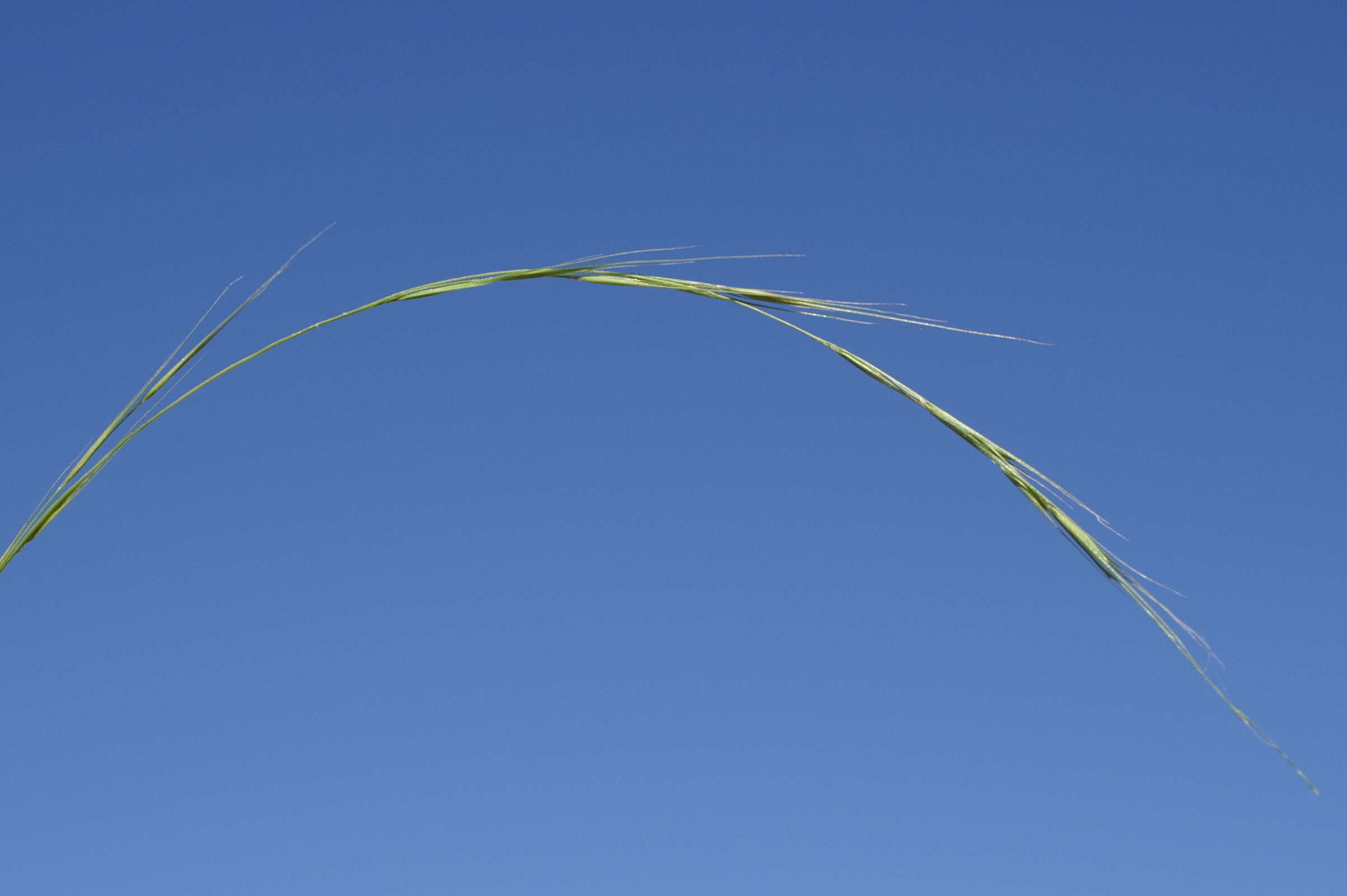 Image of Weeping Grass