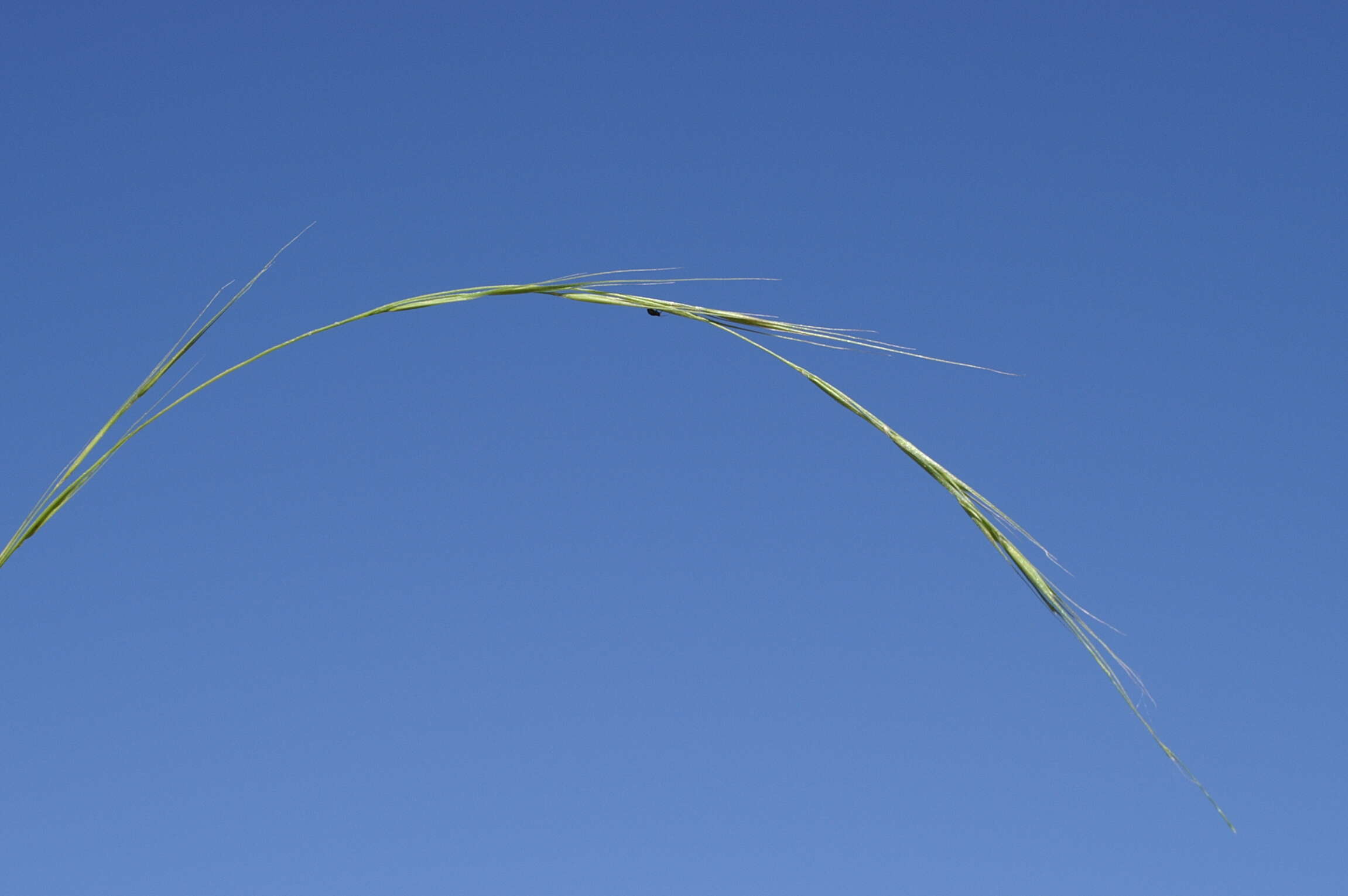 Image of Weeping Grass