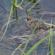 Image of Fire-bellied Toad