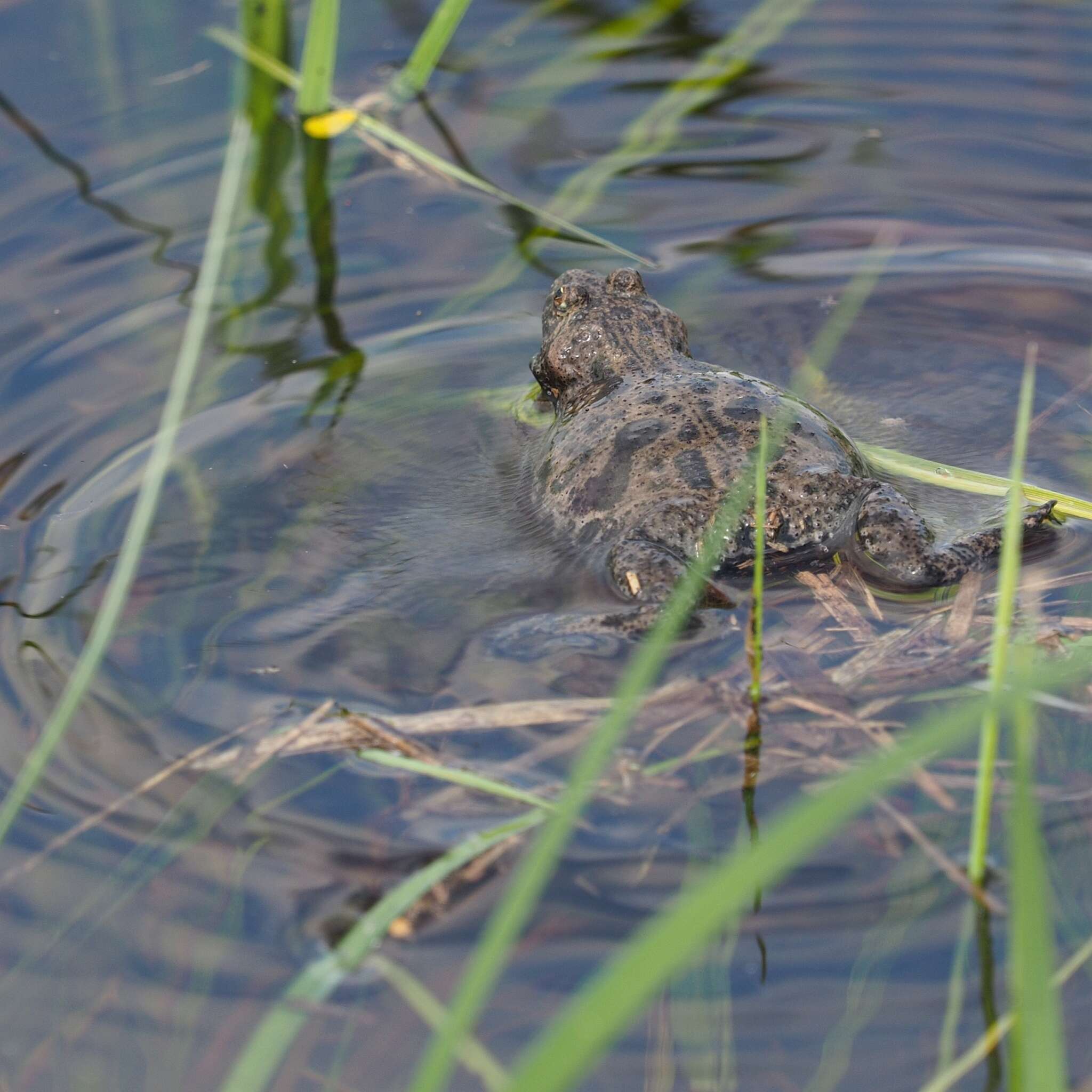 Image of Fire-bellied Toad