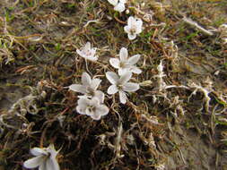 Image of Montia angustifolia Heenan