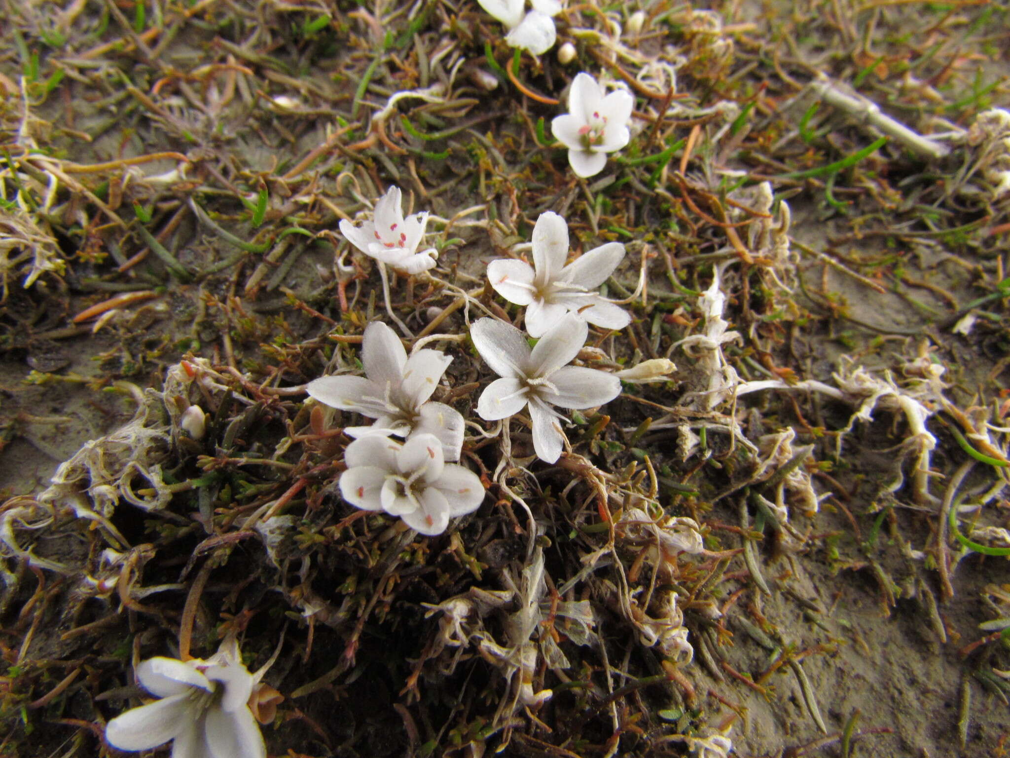 Image of Montia angustifolia Heenan