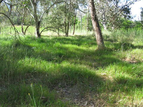 Image of Weeping Grass