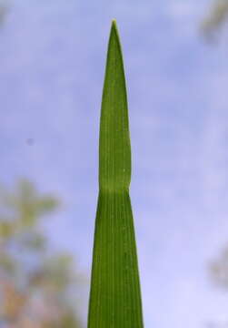 Image of Weeping Grass