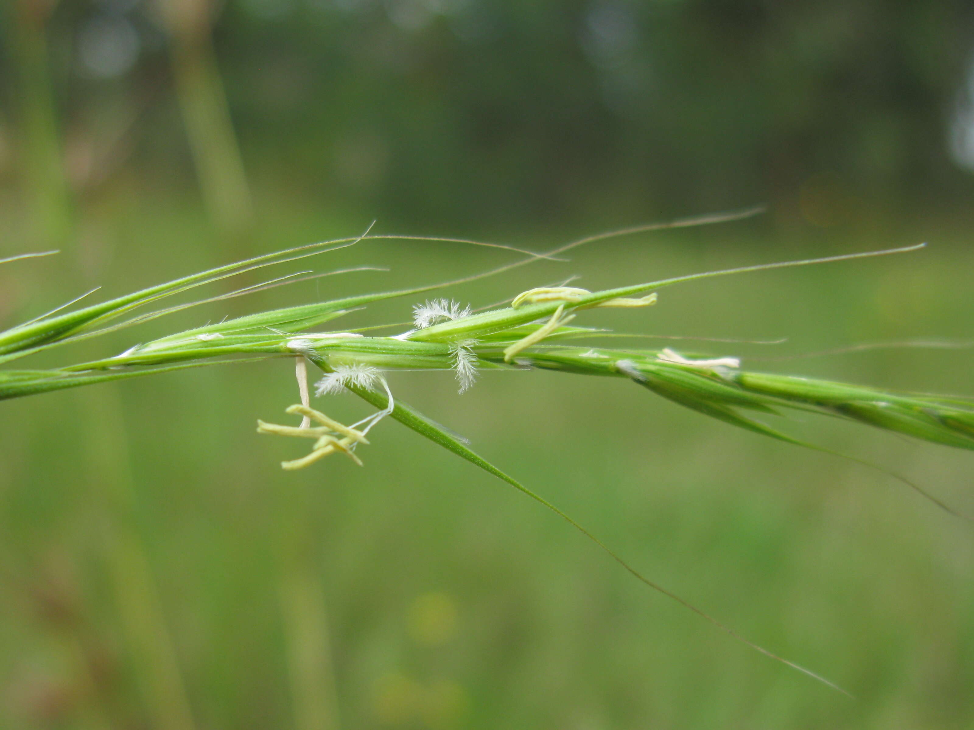 Image of Weeping Grass