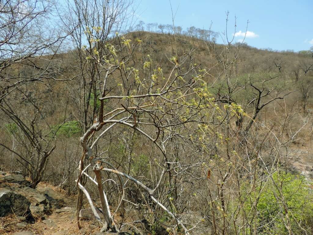 Plancia ëd Strophanthus kombe Oliv.