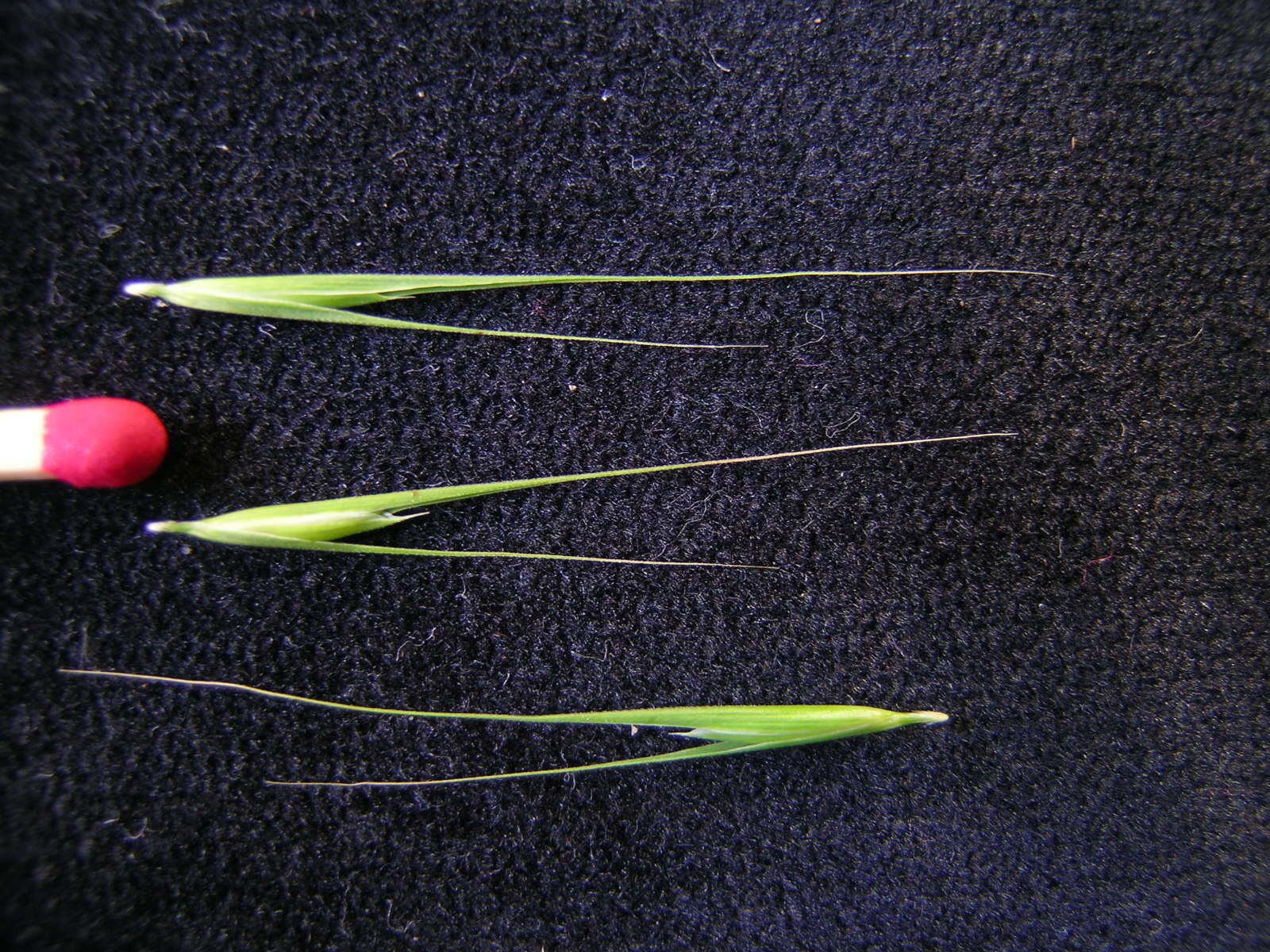 Image of Weeping Grass