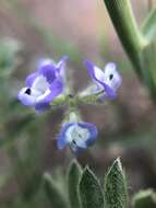 Imagem de Astragalus nuttallianus var. austrinus (Small) Barneby