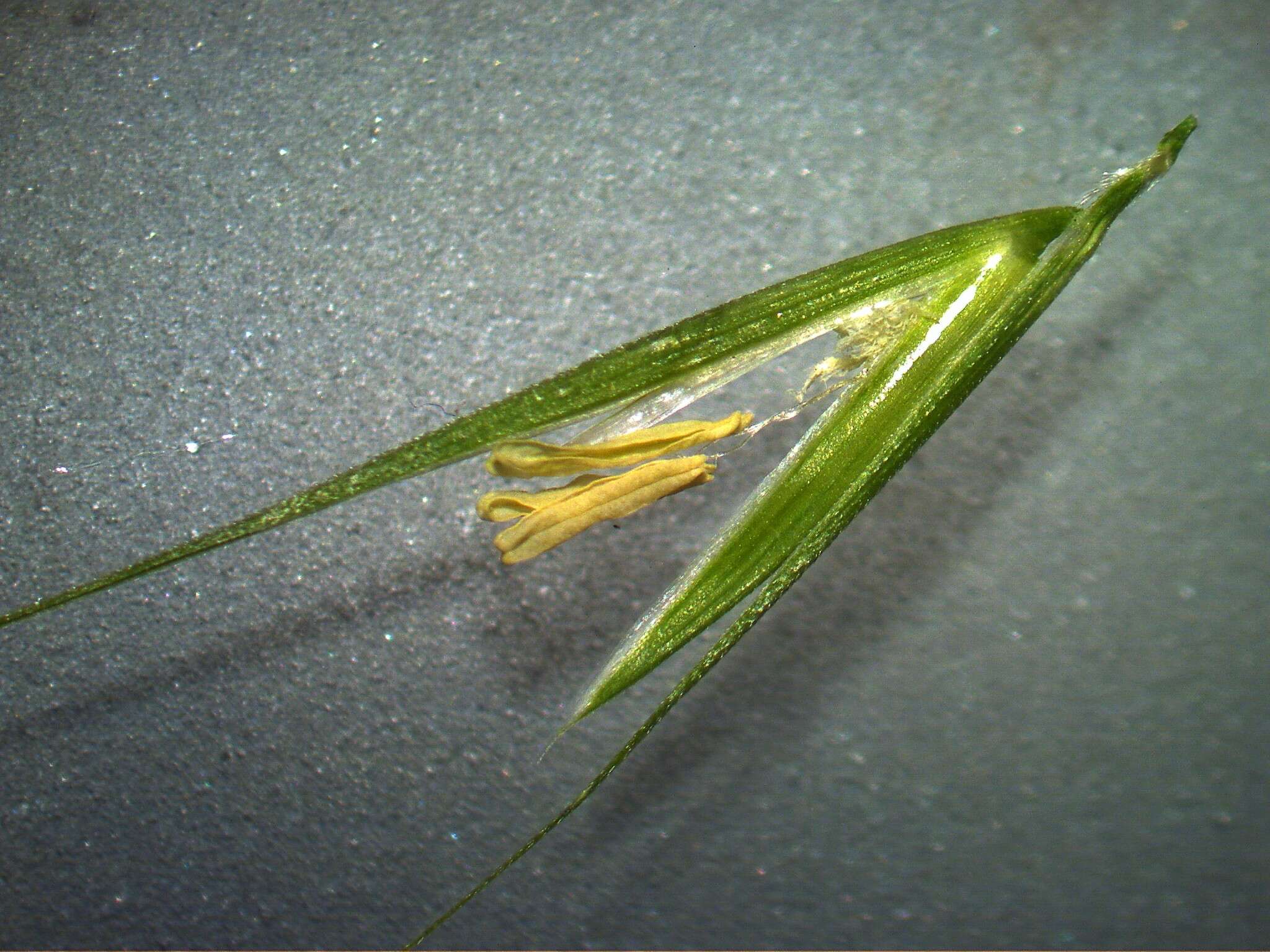 Image of Weeping Grass