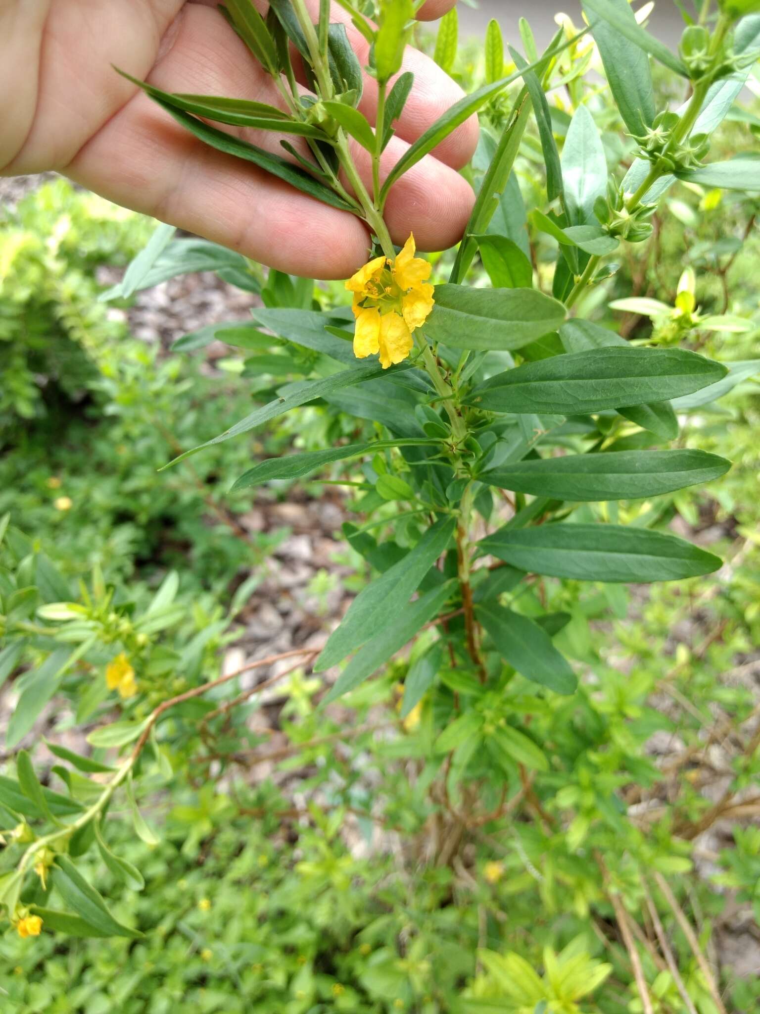 Plancia ëd Heimia salicifolia (Kunth) Link