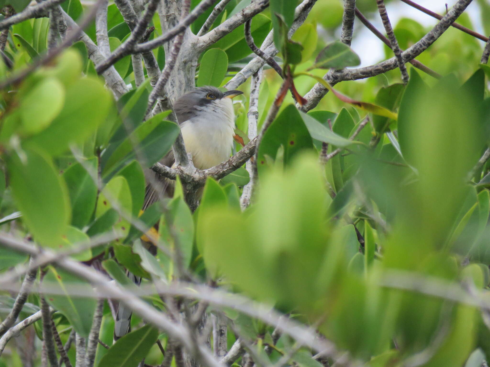 Image of Mangrove Cuckoo