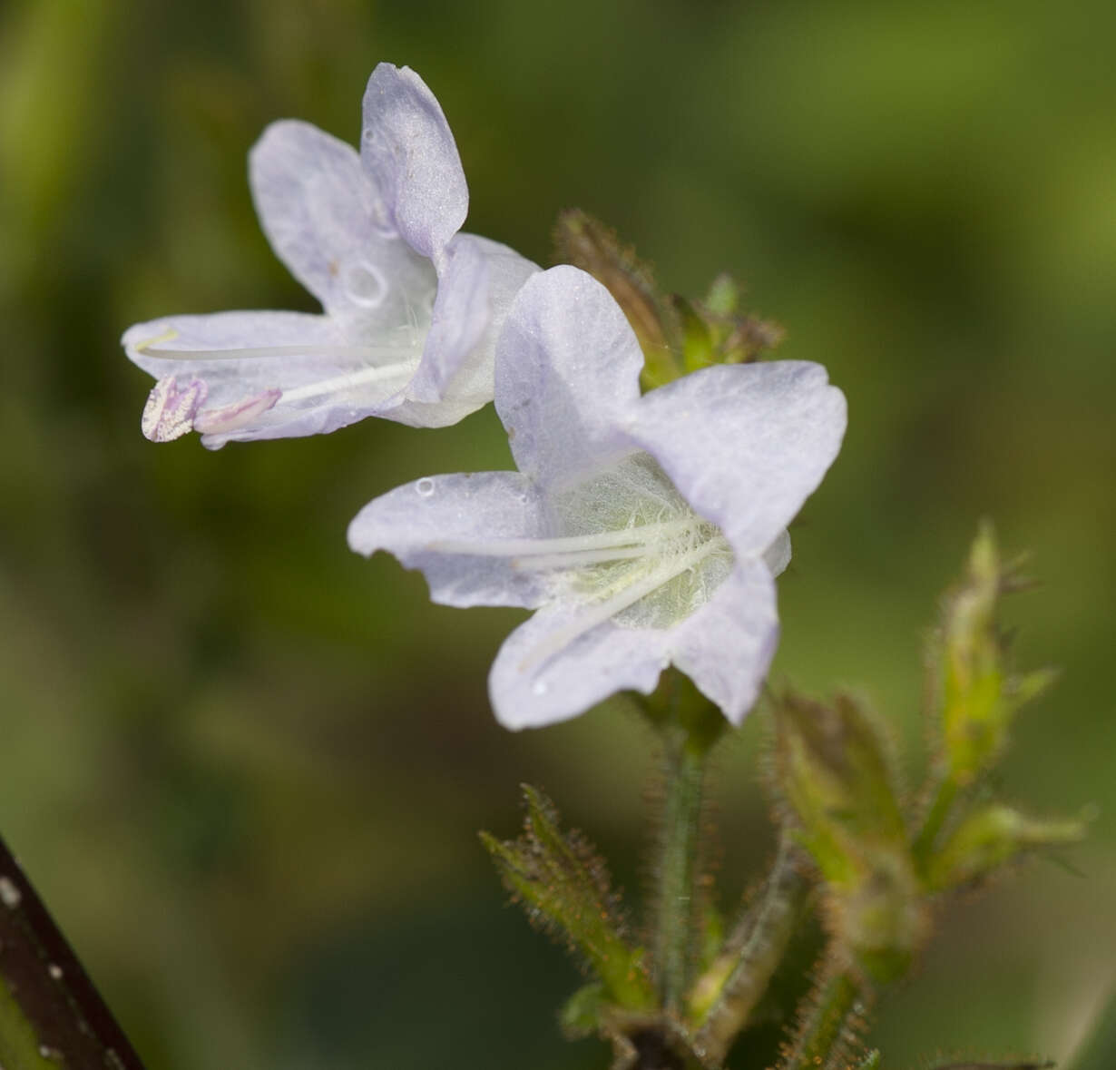 Strobilanthes diandra (Nees) Alston的圖片