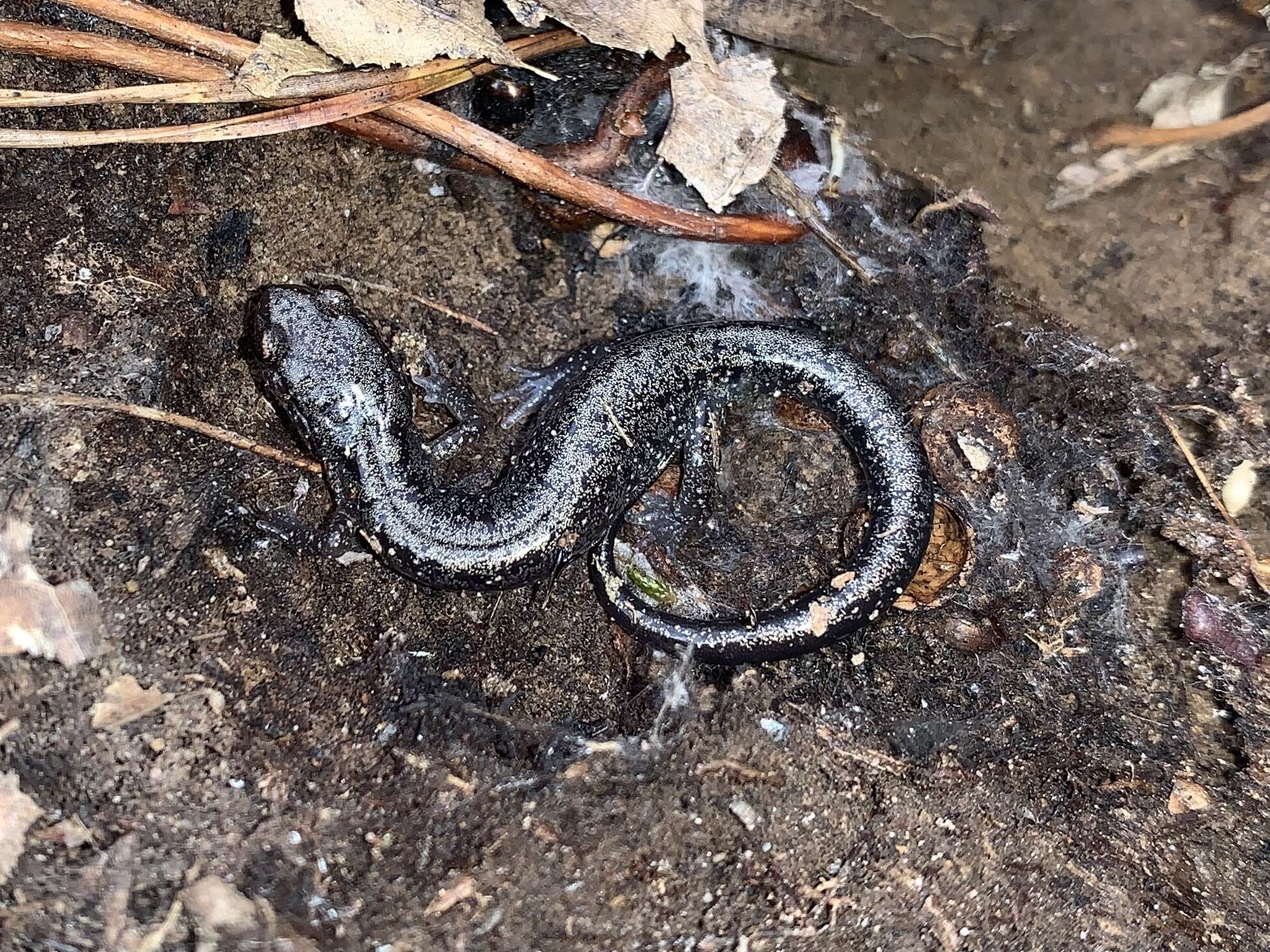 Image of Blacksburg Salamander