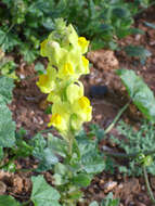 Image of Common Toadflax