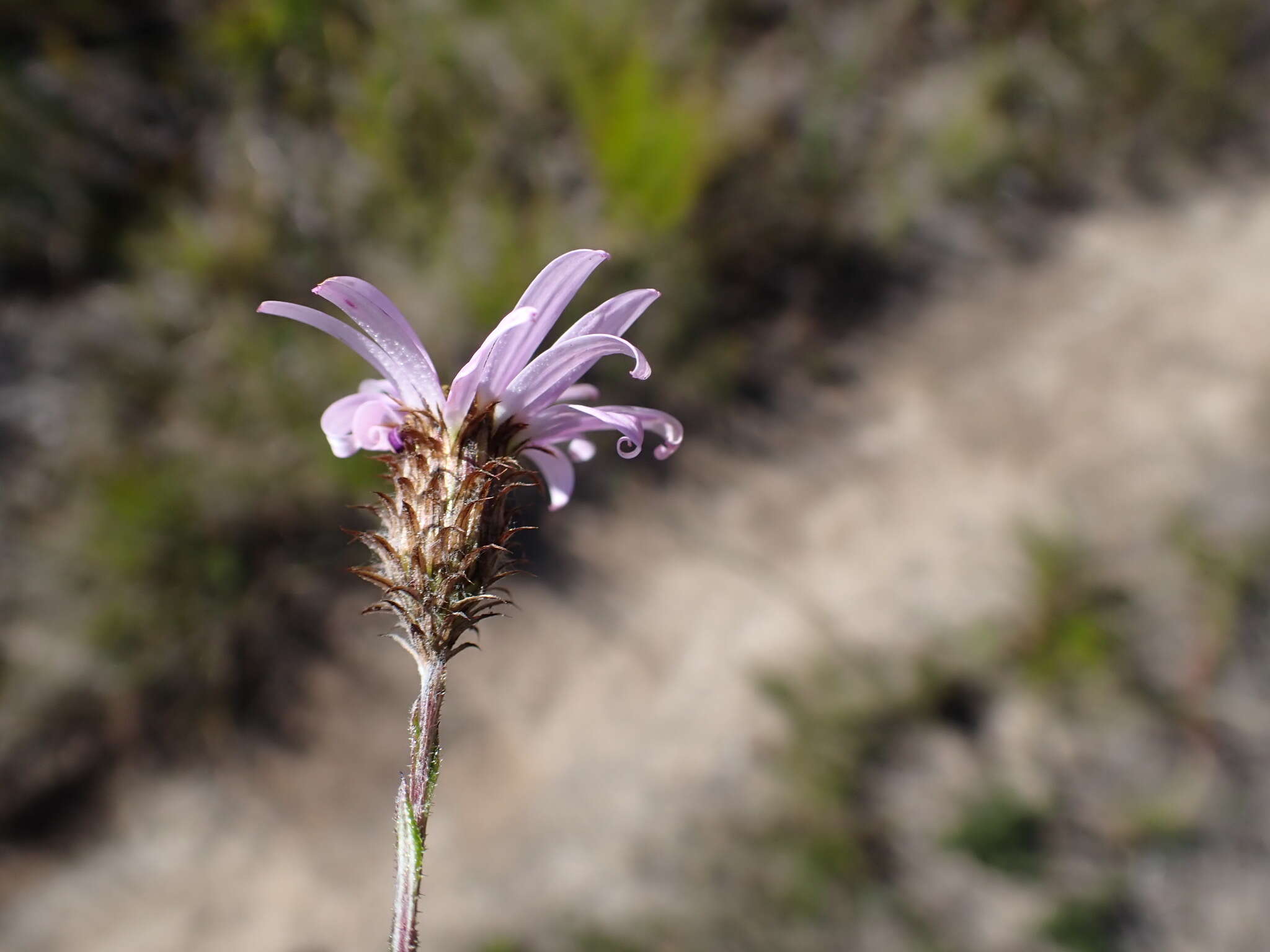 Athrixia heterophylla subsp. heterophylla resmi