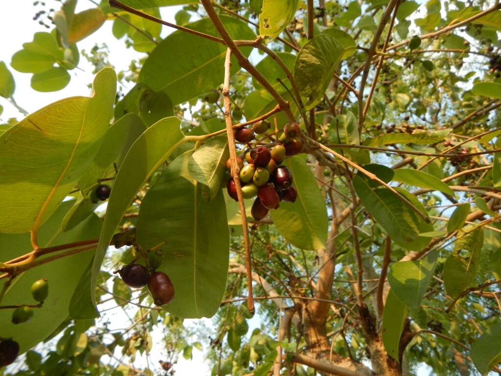 Image of Java plum