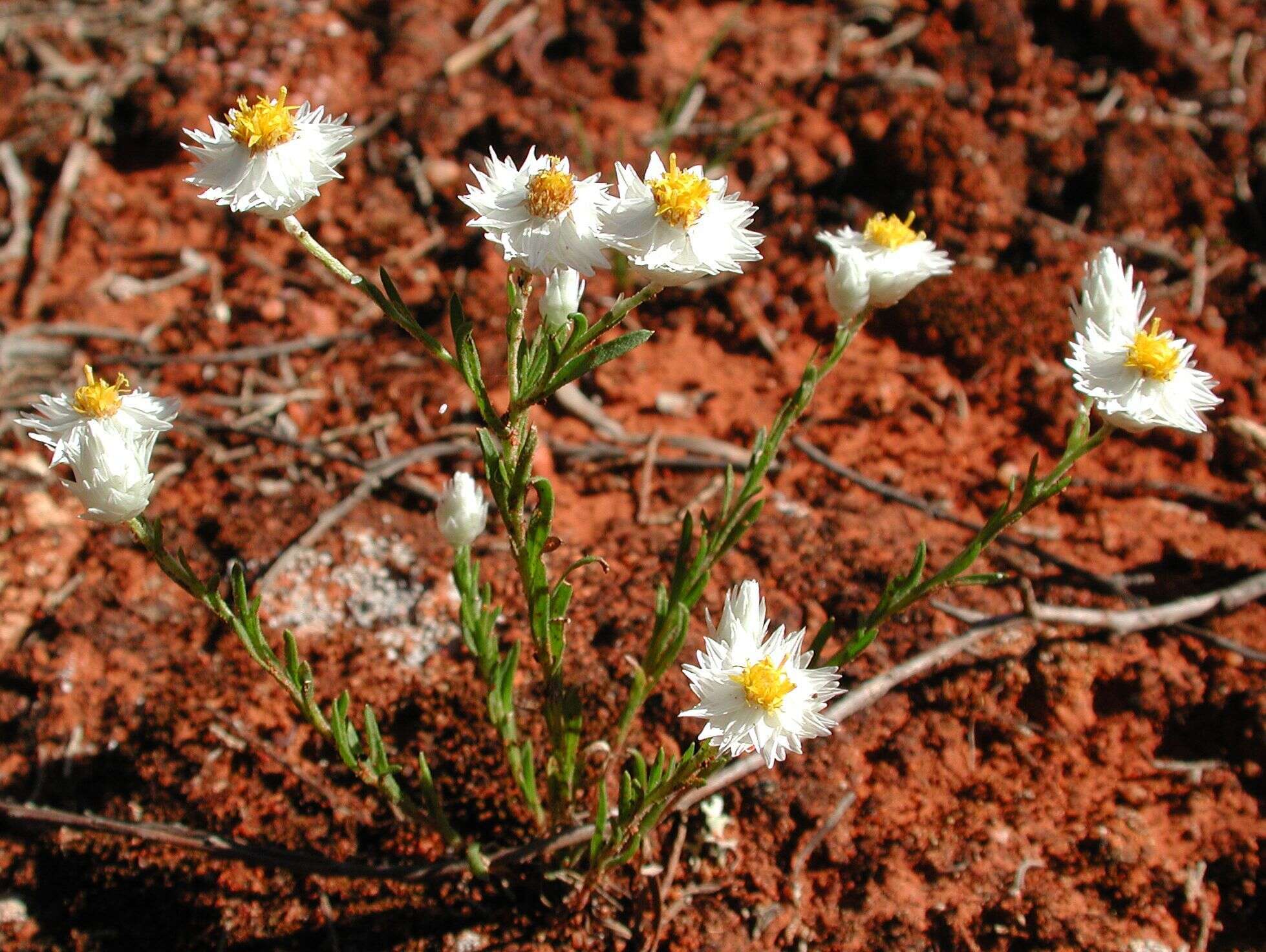 Слика од Rhodanthe floribunda (DC.) P. G. Wilson