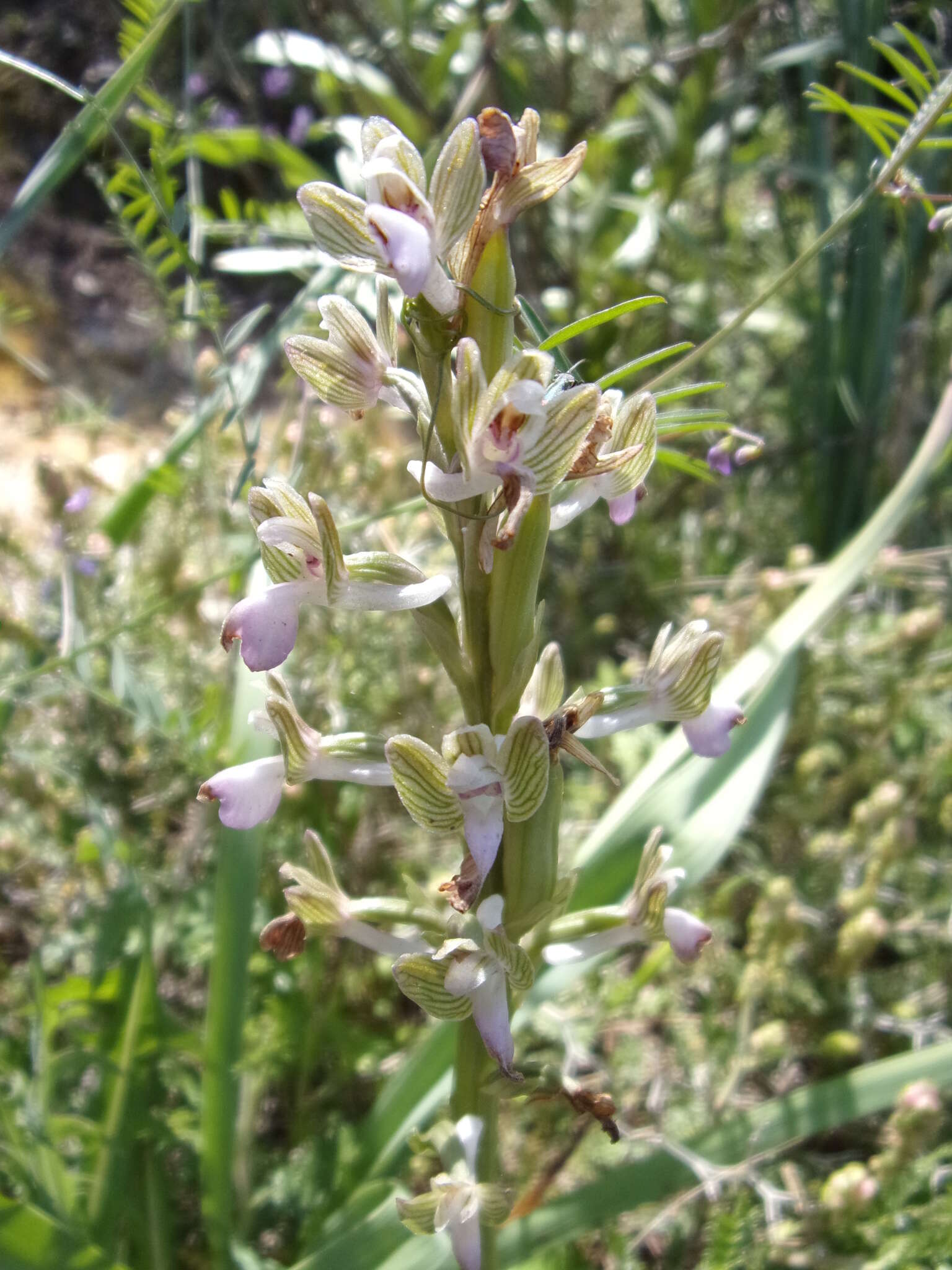 Anacamptis morio subsp. syriaca (E. G. Camus) H. Kretzschmar, Eccarius & H. Dietr.的圖片