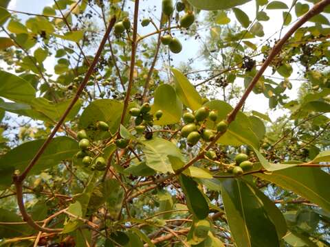 Image of Java plum