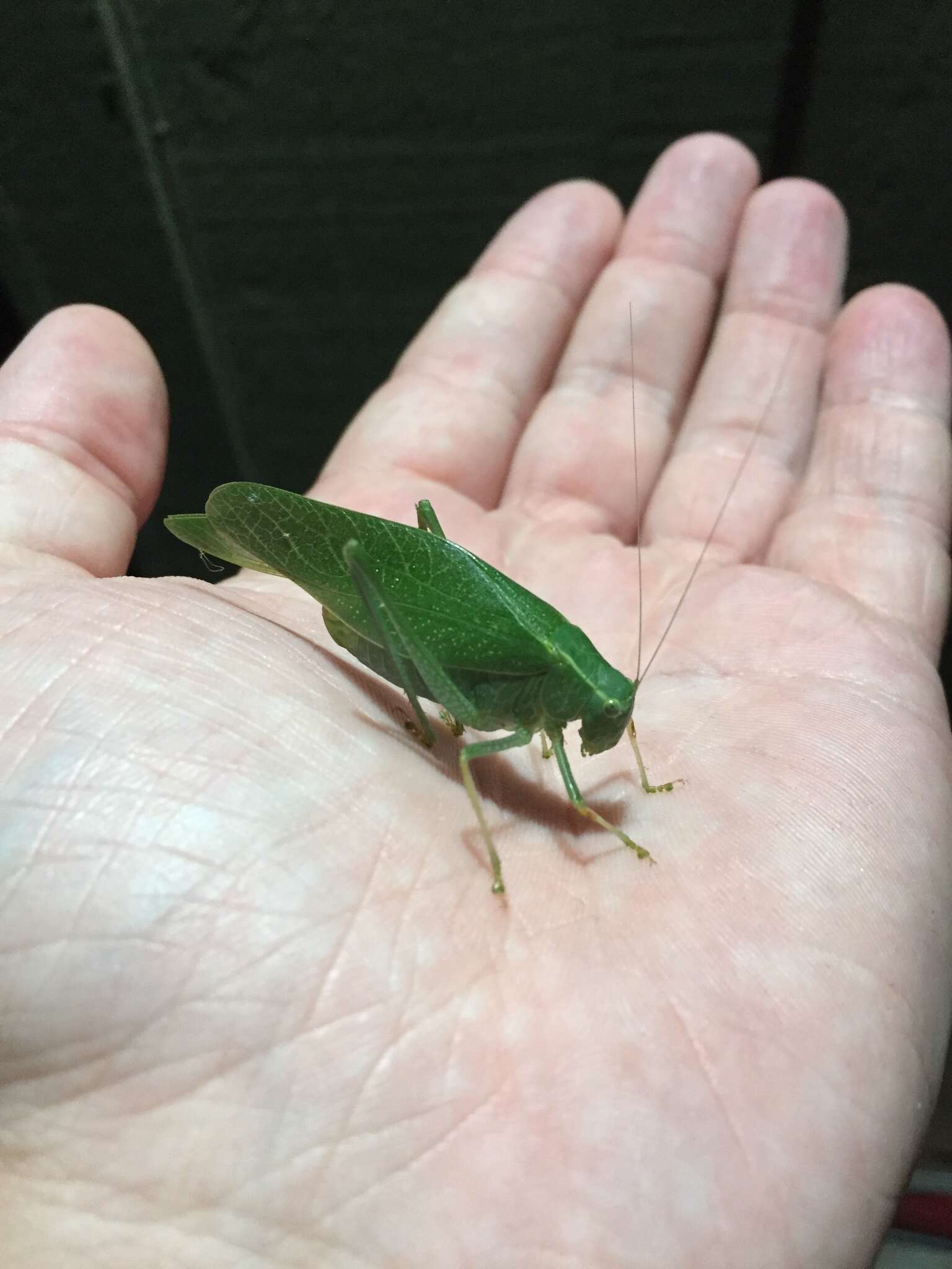 Image of California Angle-wing Katydid