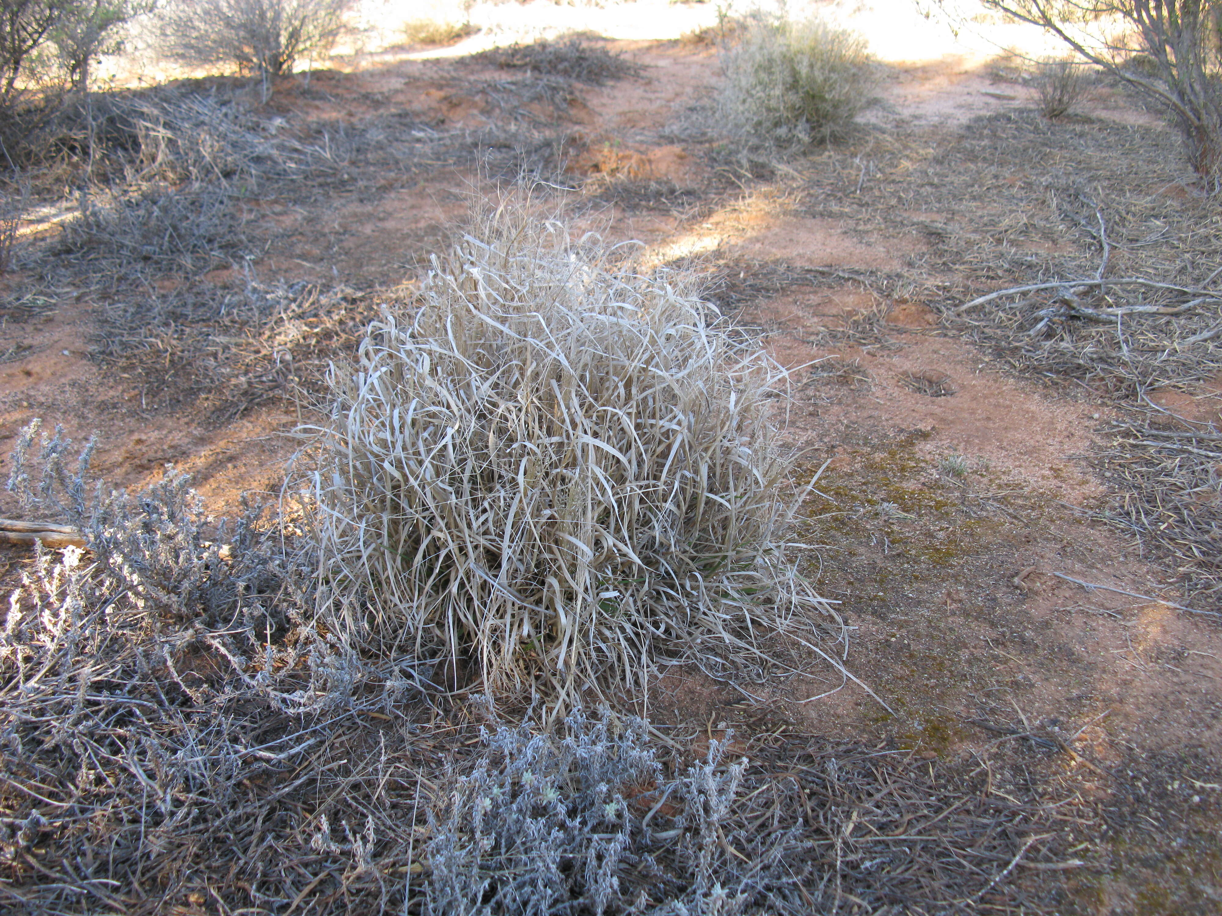 Image of Australian millet