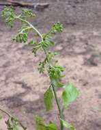 Image of Talinella boiviniana Baill.