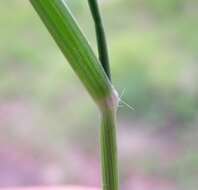 Image of Australian millet