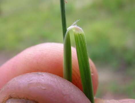 Imagem de Panicum decompositum R. Br.