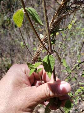 Sivun Salvia thyrsiflora Benth. kuva