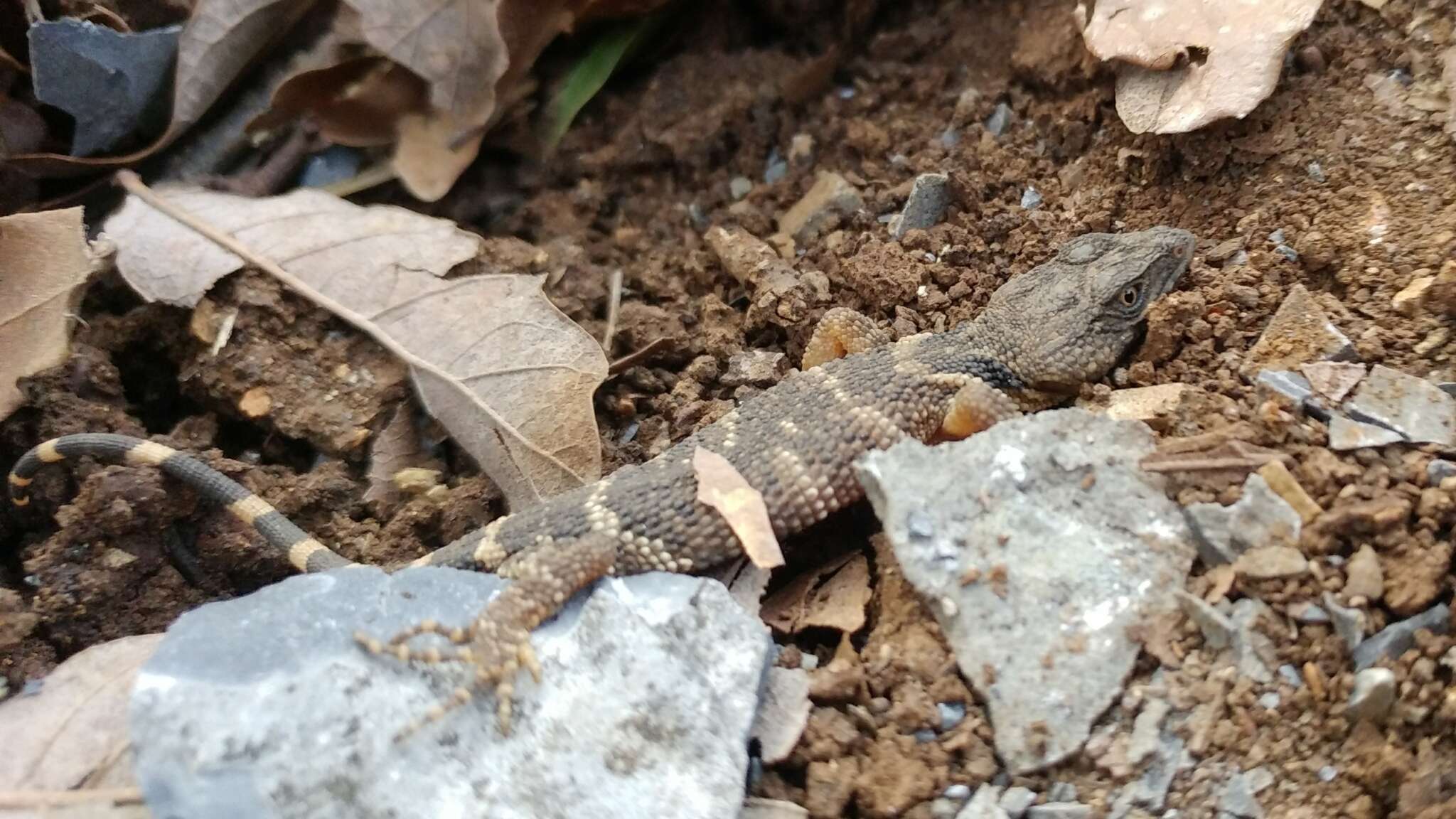 Image of Flathead Knob-scaled Lizard