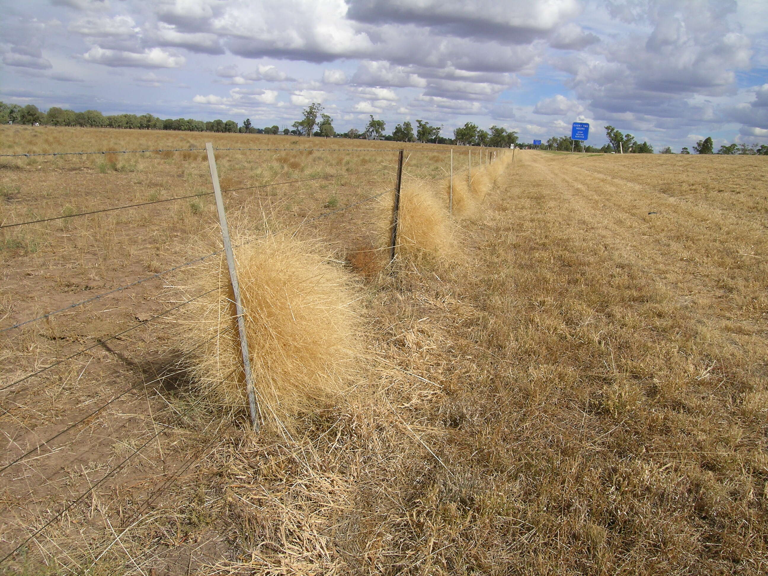 Image of Australian millet