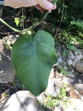 Philodendron consanguineum Schott的圖片