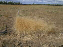 Image of Australian millet